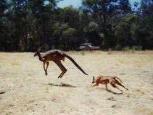 Динго охотится на кенгуру фото